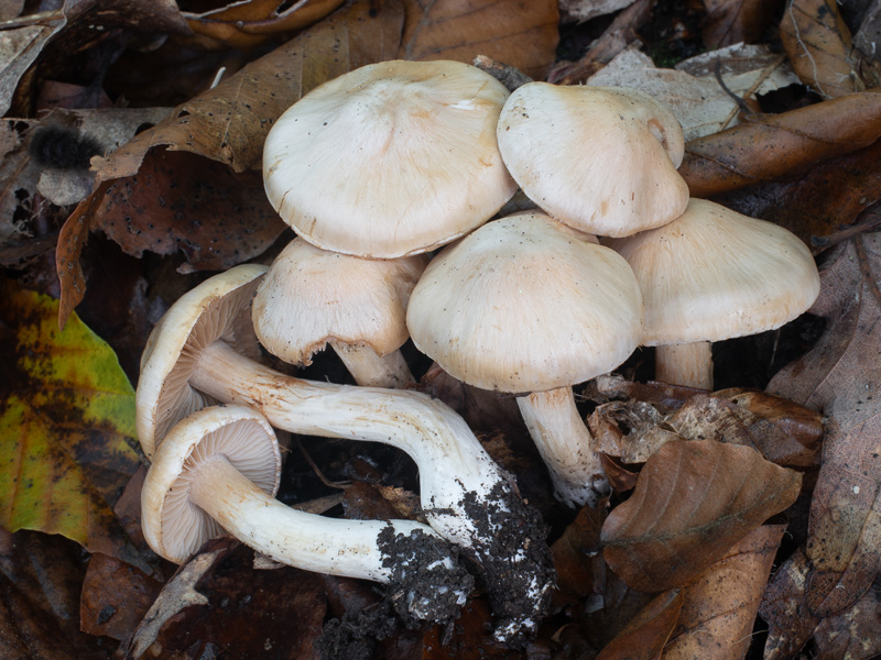 Cortinarius barbatus